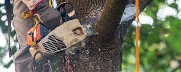 How Our Tree Care Process Works  in  Rosemont, PA